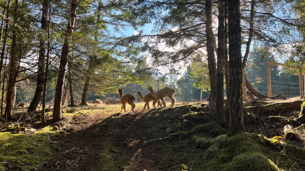 Three alpacas walking through a forest in the sunshine