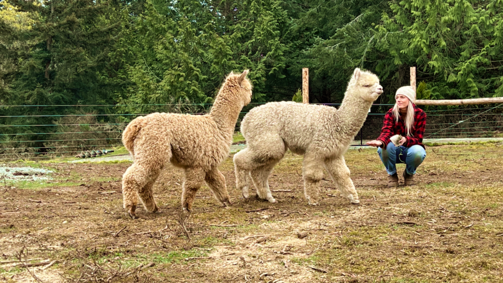 Amy kneeling on a farm field with two alpacas