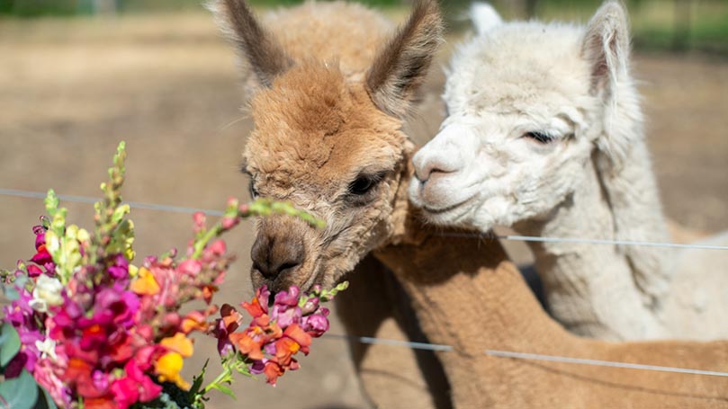 Two alpacas smelling a bouquet of flowers