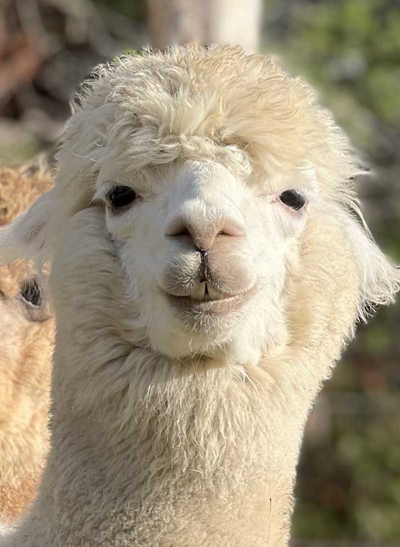 A white alpaca with a cute face