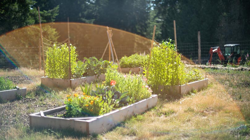 A sunny shot of raised garden beds