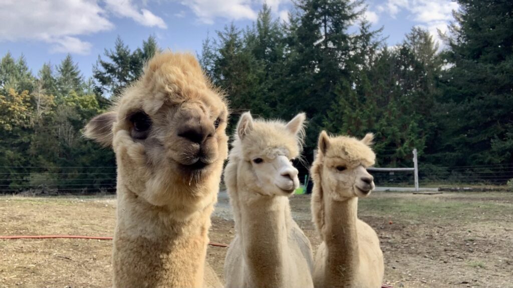 3 alpacas looking cute