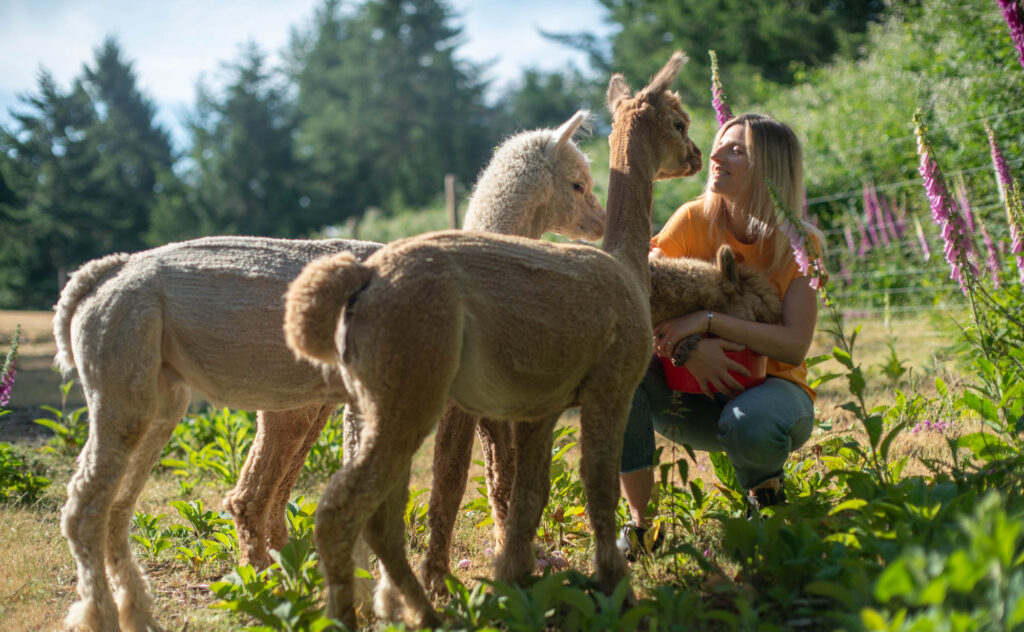 A young lady crouching next to some cute alpacas